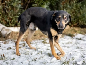 Leo sucht sein Zuhause Bild 3