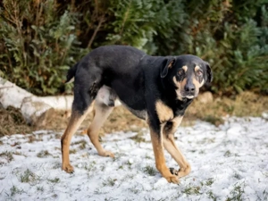 Leo sucht sein Zuhause Bild 5