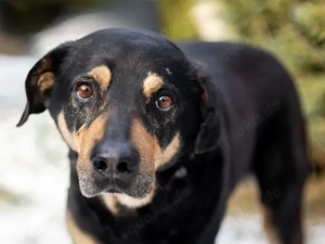 Leo sucht sein Zuhause Bild 2