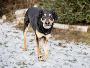 Leo sucht sein Zuhause Bild 6