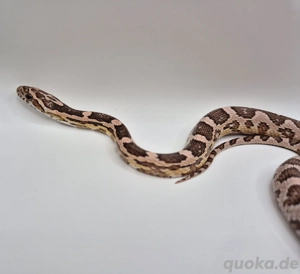 red faktor ghost het hypo 2024 weibchen 