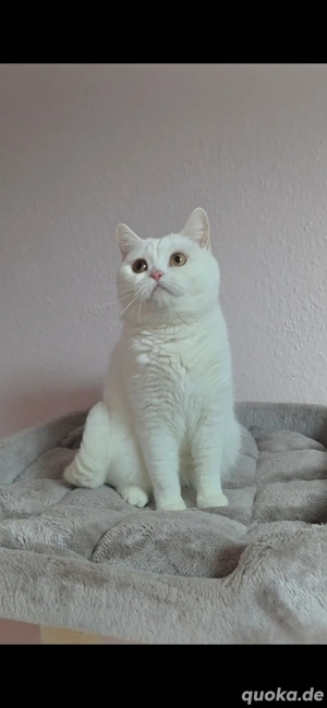 BKH Katze in ganz weiß weiblich !