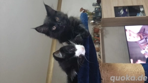 Katzen Maine Coon mix