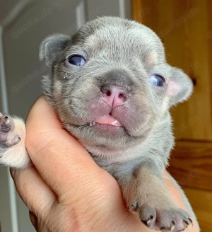 Premium Französische Bulldoggen Welpen aus promovierter Zucht 