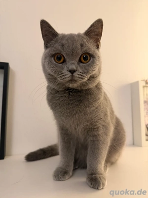 Schweren Herzens suche ich ein liebevolles Zuhause für meine junge Katze   