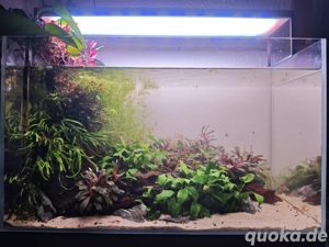 Aquarium Aquascape wie ADA Maße 60*30*36 60 Liter