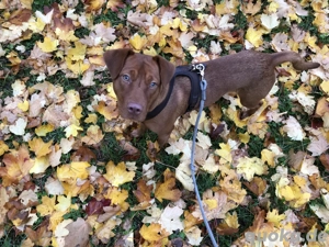 Liebevolles Zuhause für 6jährige Vizsla -Mix gesucht - wegen Schicksalschlag dringend abzugeben 