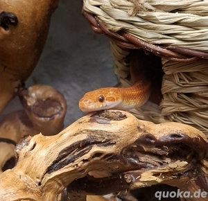 Kornnatter Hypo Bloodred Motley Pied, het. Anery