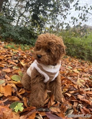 Kleiner Toypudel extrem liebevoll & Kinderlieb 