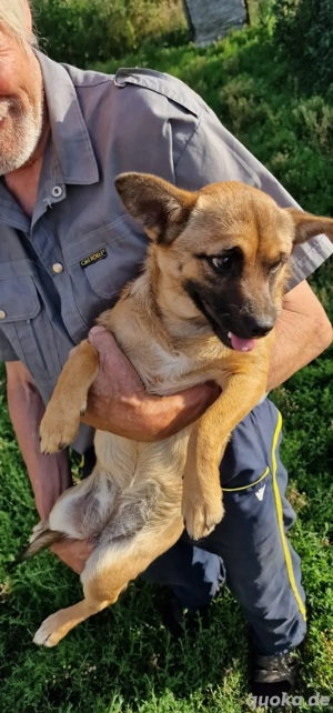 liebe molly 1 jahr alt  Bild 3