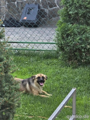 liebe molly 1 jahr alt  Bild 2