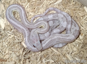 Kornnatter Ice Ghost het. Hypo, Terrazzo