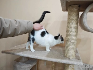 allerliebste verschmuste junge Katze Simona sucht ein tolles Zuhause