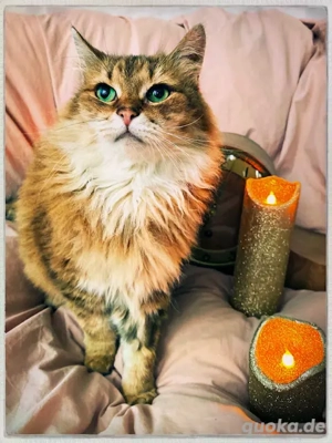 kleine, wunderschöne, kinderliebe Langhaar-Mix Katze Hexe sucht ein tolles Zuhause