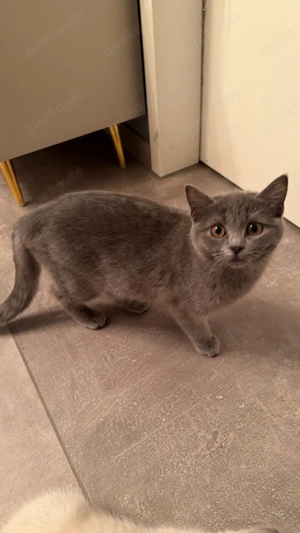 Katzenbabys Sibirische