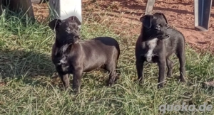 Wunderschöne Welpen Jack Russel Mix 