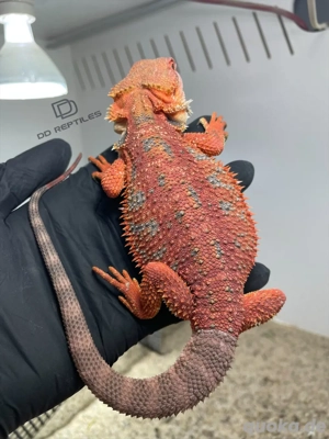 Bartagamen Weibchen (Pogona vitticeps) half red Monster half extreme red het Hypo visual stripe