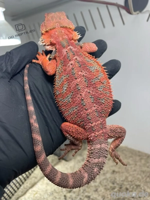 Bartagamen Männchen (Pogona vitticeps) half red Monster half extreme red blue Tiger het Hypo