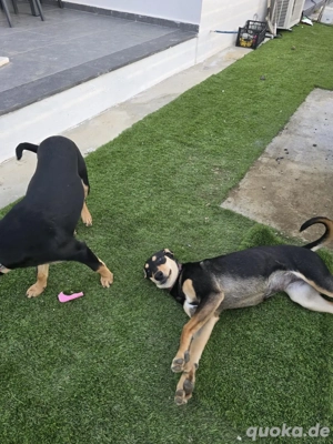 3 Mädels suchrn eine Pflegestelle