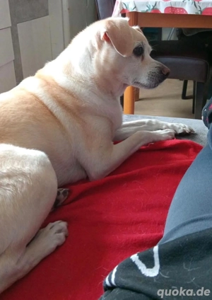 Terrier mix Opa sucht einen Platz zum ruhen 