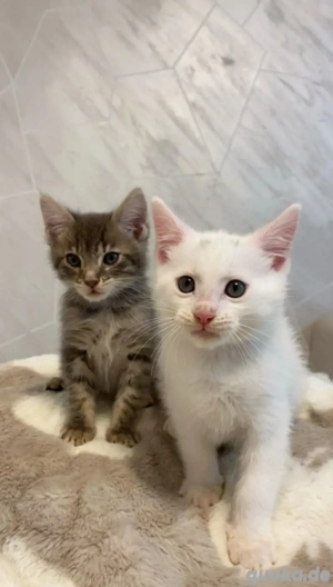 Süße halb Bengal halb Maine Coon Kitten