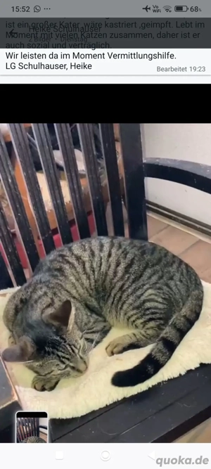 Tigerle suchen ein zu Hause 