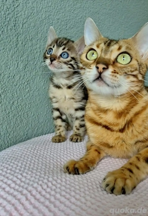 Bengal Kitten mit Ahnentafel XxRosetten