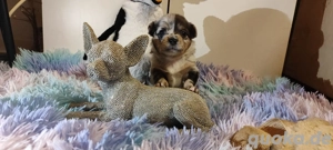Süßer Chihuahua  Welpe :)