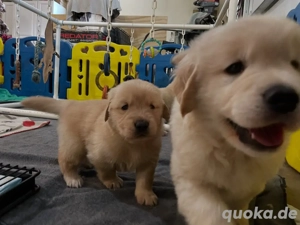 Bezaubernde Golden-Retriever-Welpen