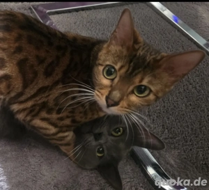 Verschmuste Bengalkatze in gute Hände abzugeben