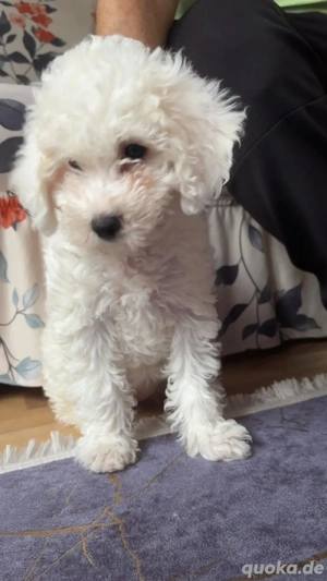 bichon malteser welpen