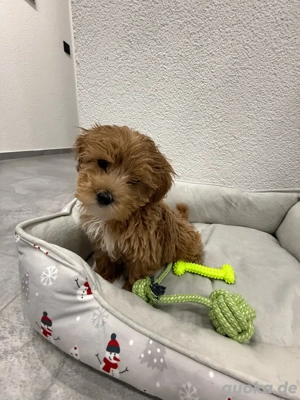        Maltipoo Welpen zu verkaufen   liebevoll aufgezogen   
