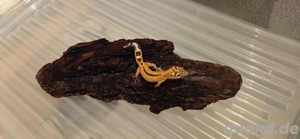 Leopardgecko Nachzuchten 25