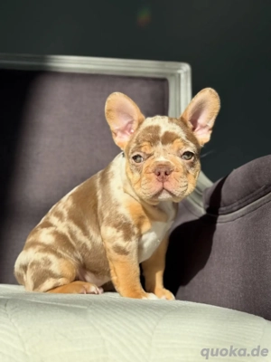 Französische Bulldogge