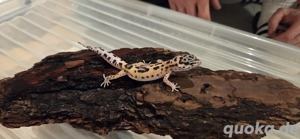 Leopardgecko Männchen 2025