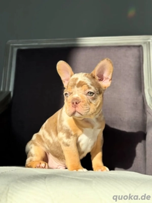 Französische Bulldogge Welpen