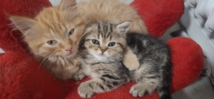 Wunderschöne Britisch Kurzhaar Kitten