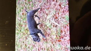 Alternativ Bulldoggen Rüde abzugeben