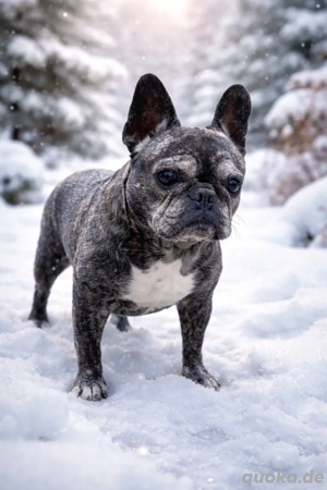 Süße Frops Hündin