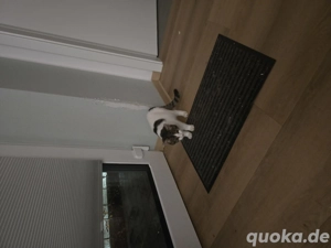 britisch Kurzhaar abzugeben  Bild 3