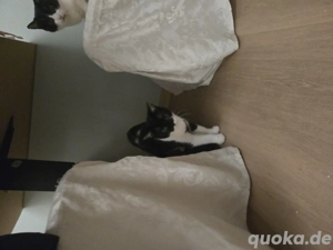 britisch Kurzhaar abzugeben  Bild 2