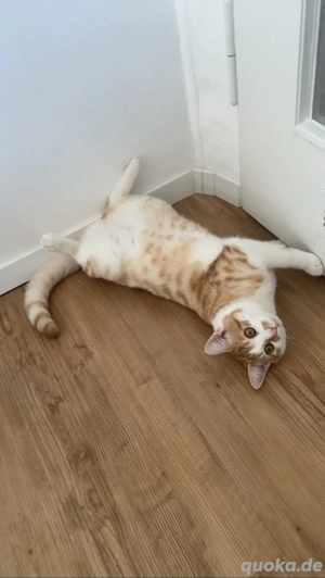 Europäisch Kurzhaar Bild 2