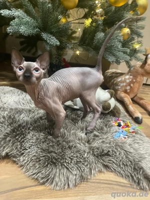 Letztes Kitten Canadian Sphynx seal Point Stammbaum männlich Junge Kater