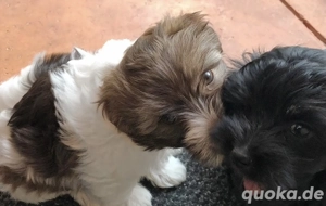 Zuckersüße Bolonka Zwetna Welpen Rüde und Hündin mit Ahnentafel sucht ein liebevolles Zuhause