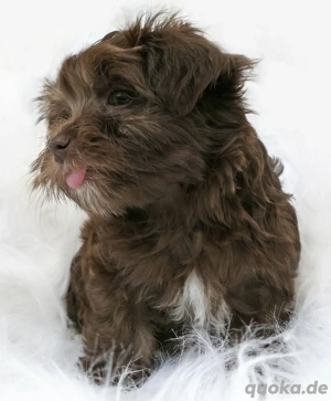  Süßer Bolonka Zwetna Welpen Rüde und Hündin mit Ahnentafel sucht ein liebevolles Zuhause