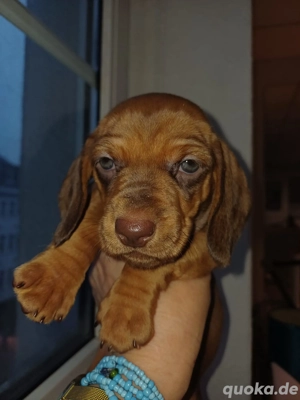  Reinrassige, Kurzhaarige Dackelwelpen suchen ein neues Zuhause.