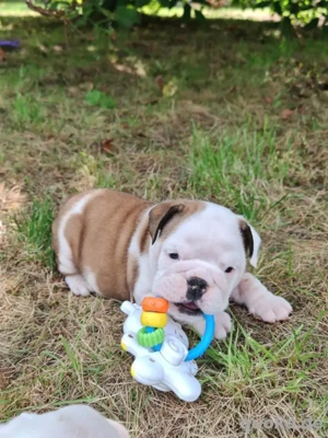 Englishe Bulldogge Welpen mit FCI Papiere