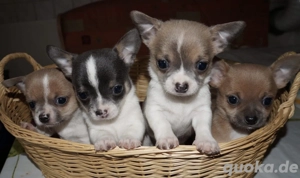 Chihuahua Welpen in KH und LH mit Ahnentafel