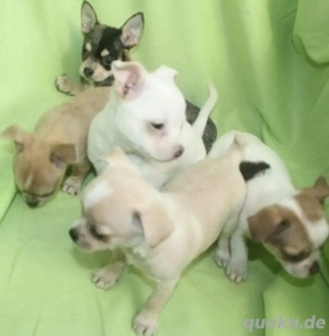 Chihuahua Welpen in KH und LH mit Ahnentafel
