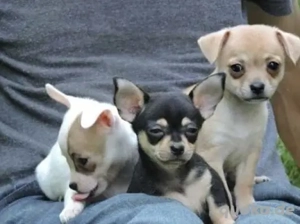 Chihuahua Welpen 
